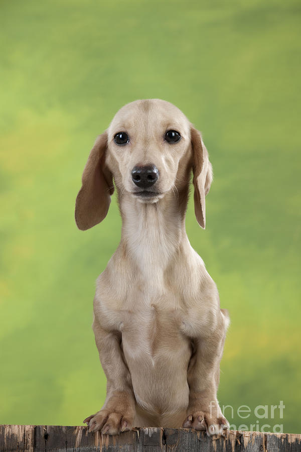 Smooth-coated Dachshund Photograph by John Daniels