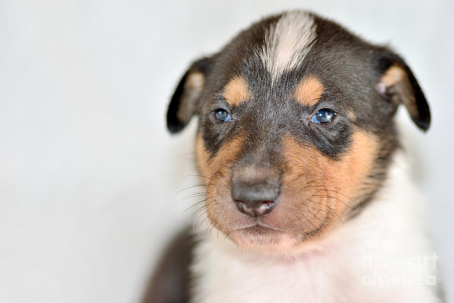 Smooth collie puppy Photograph by Martin Capek
