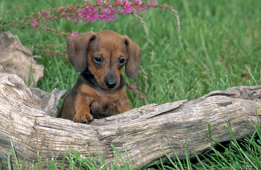 Smooth Dachshund Puppy Photograph by Jeanne White
