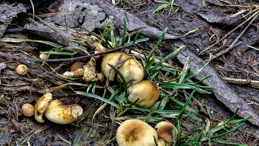 Mushroom Photograph - Smooth Fungus- by Leif Sohlman