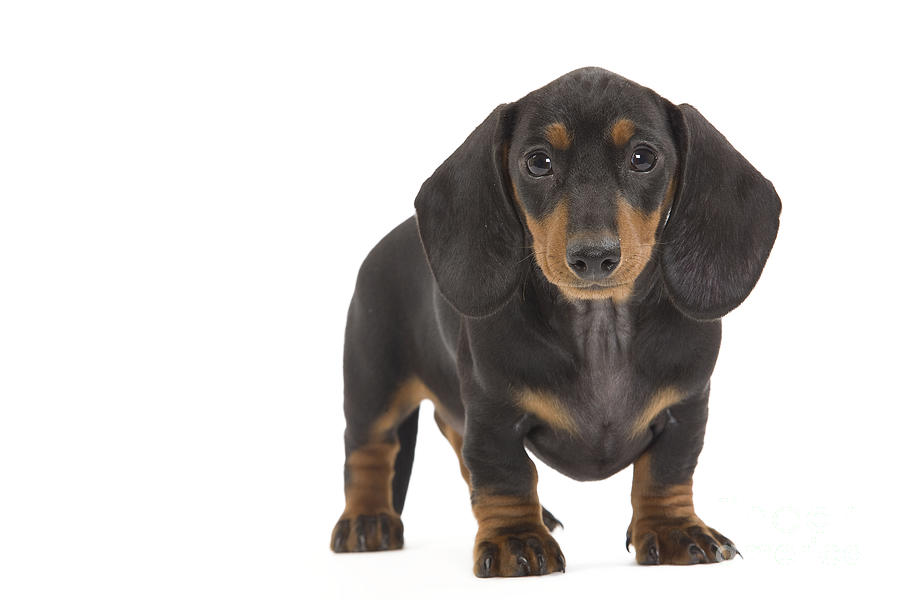 Smooth-haired Dachshund Photograph by Jean-Michel Labat