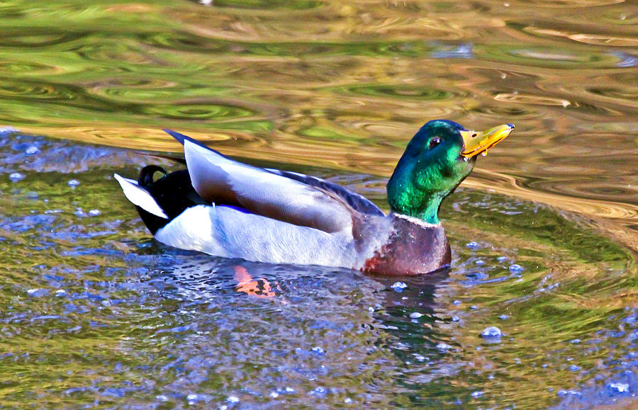 Duck Photograph - Smooth Landing Duck by Athena Mckinzie