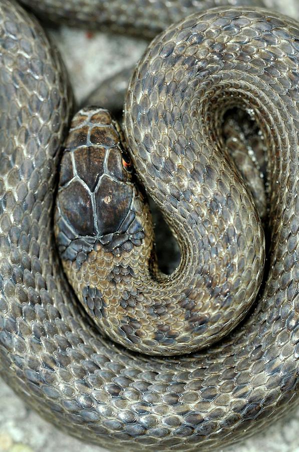 Smooth Snake Photograph by Colin Varndell