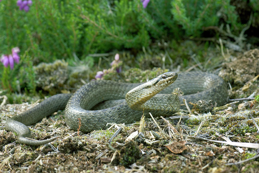 Smooth Snake Photograph by John Devries/science Photo Library | Fine ...