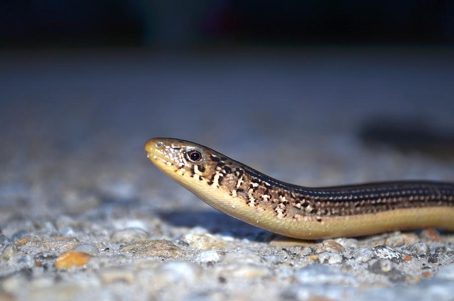 Smooth Snake On Rough Street Photograph