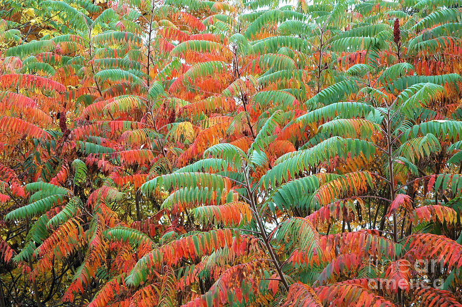 Smooth Sumac Red and Green Leaves Photograph by Thomas R Fletcher