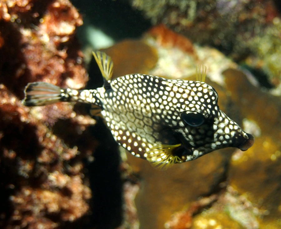 Smooth Trunkfish Photograph by Amy McDaniel
