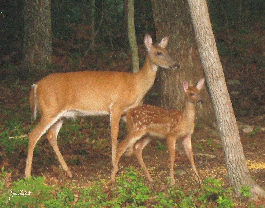 Smudgie and Fawn Pastel Photograph by Joe Duket
