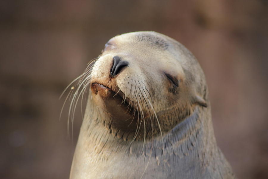 Smug Sea Lion Photograph by Richard Cheski