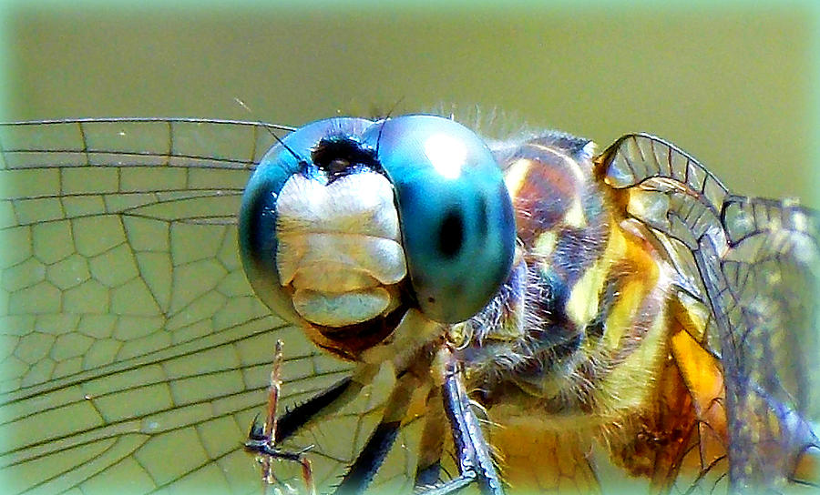 Snack Time Dragonfly Photograph by Sheri McLeroy