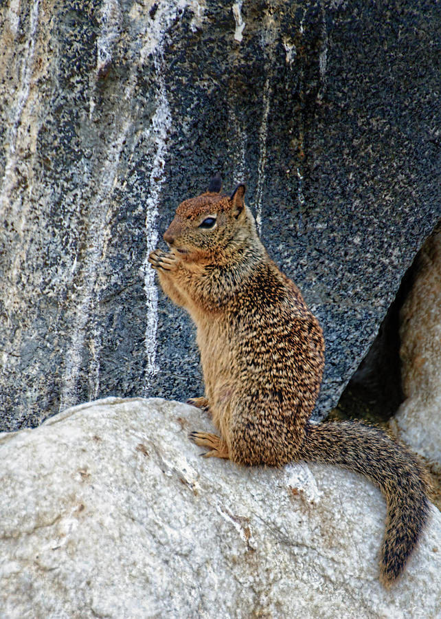 Snack Time Photograph by Jon Berghoff - Pixels