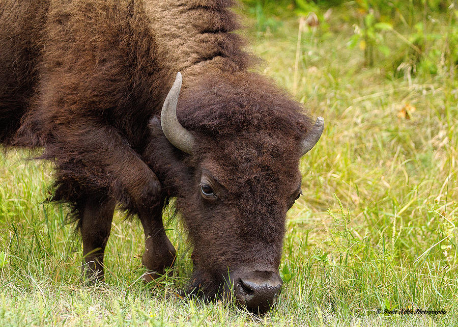 Bison Photograph - Snacking Bison by Bruce Nikle
