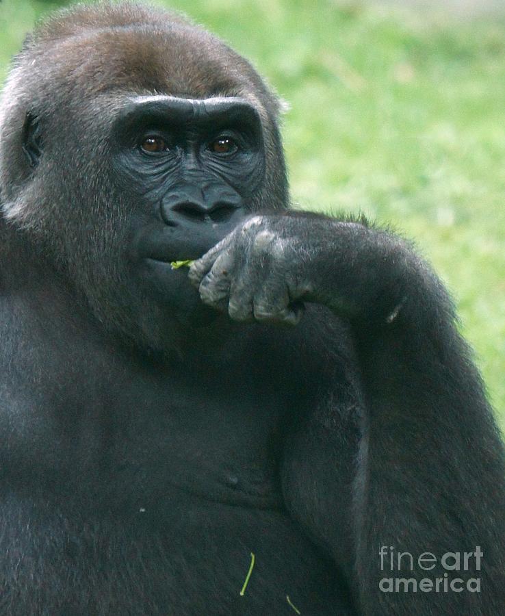 Snacking Gorilla Photograph by Lilliana Mendez