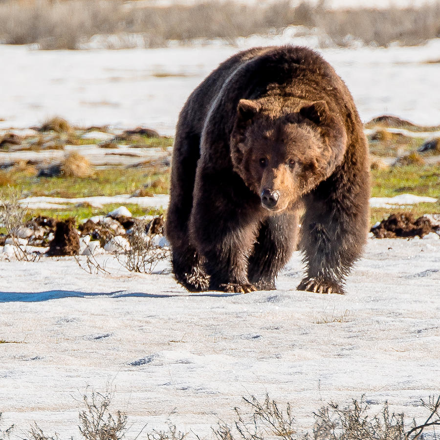 Snaggletooth Roams Yellowstone Photograph by Yeates Photography
