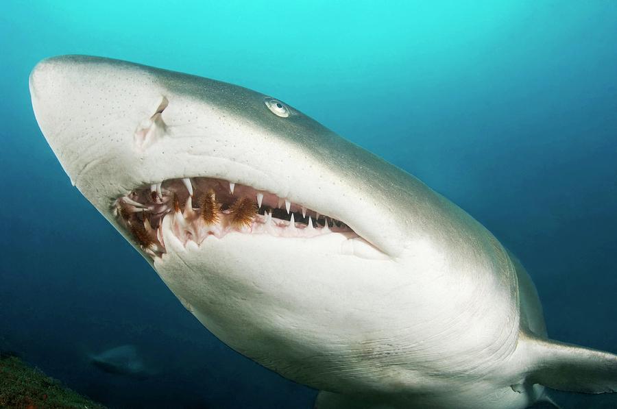 Snaggletooth Shark Photograph by Jason Isley/scubazoo/science Photo Library