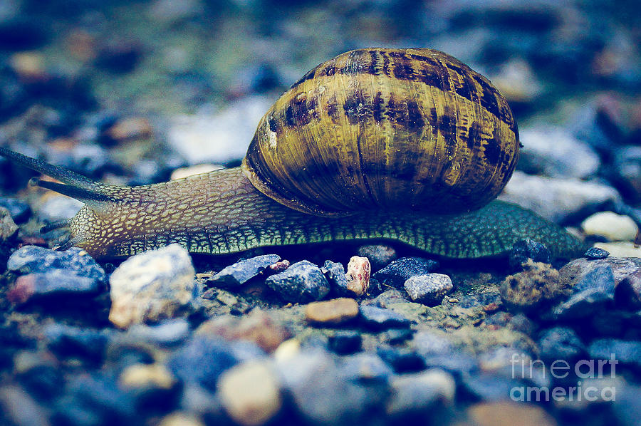 Snail A Photograph