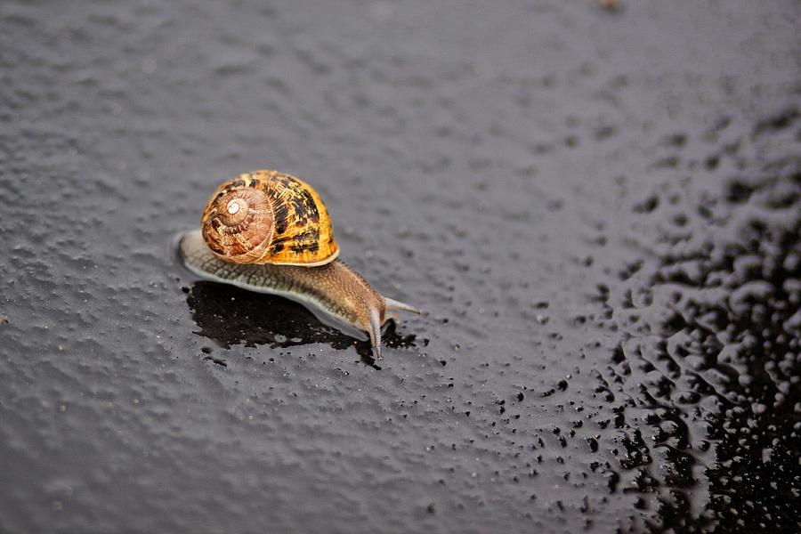 Snail Photograph by Alexander Fedin