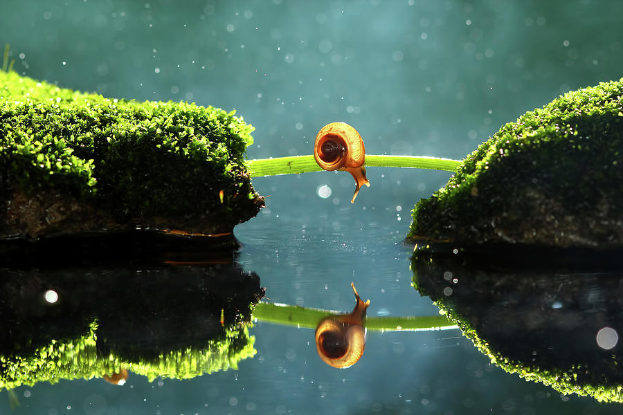 Snail And Its Reflection Photograph by Kuritafsheen