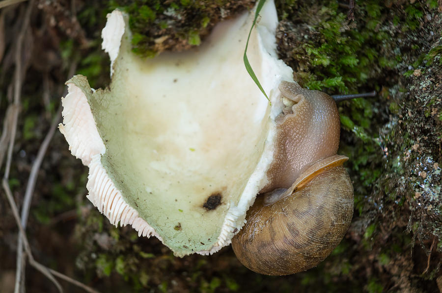 Snail and Mushroom Photograph by William Shackelford - Fine Art America