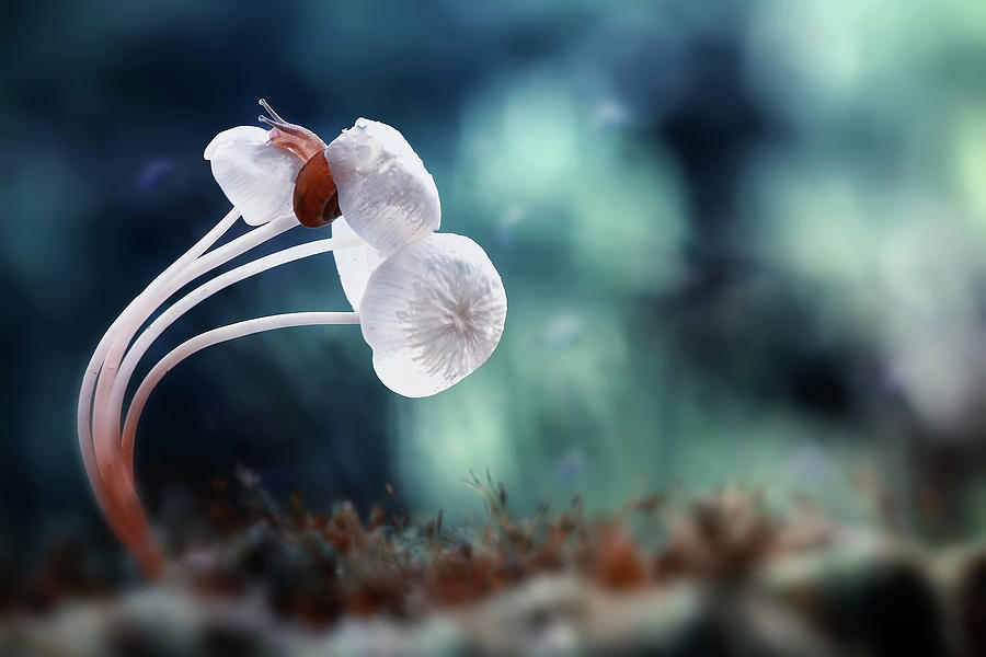 Mushroom Photograph - Snail And Mushrooms by Dede Almustaqim