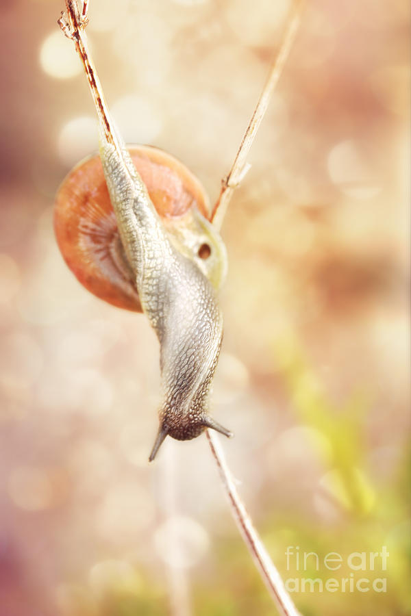 Snail Balancing On Branches Photograph