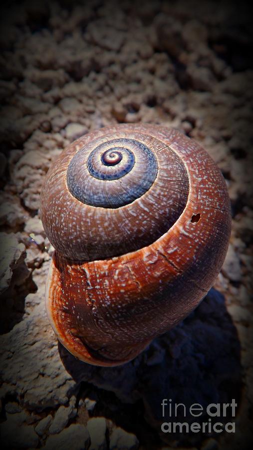 Nature Photograph - Snail Beauty by Clare Bevan