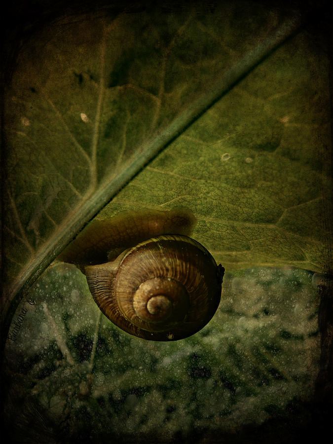 Nature Photograph - Snail camp by Barbara Orenya