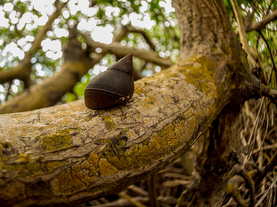 Tropical Photograph - Snail by Carl Engman Tropical Photograph - Snail by Carl Engman