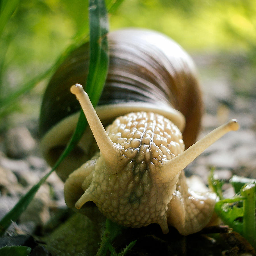 Animal Photograph - Snail closeup by Matthias Hauser
