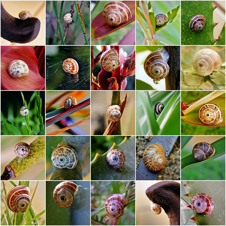 Snail Collage Photograph by Werner Lehmann - Fine Art America