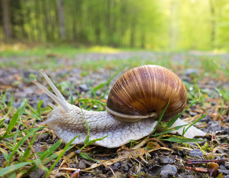Nature Photograph - Snail creeping over a forest path by Matthias Hauser