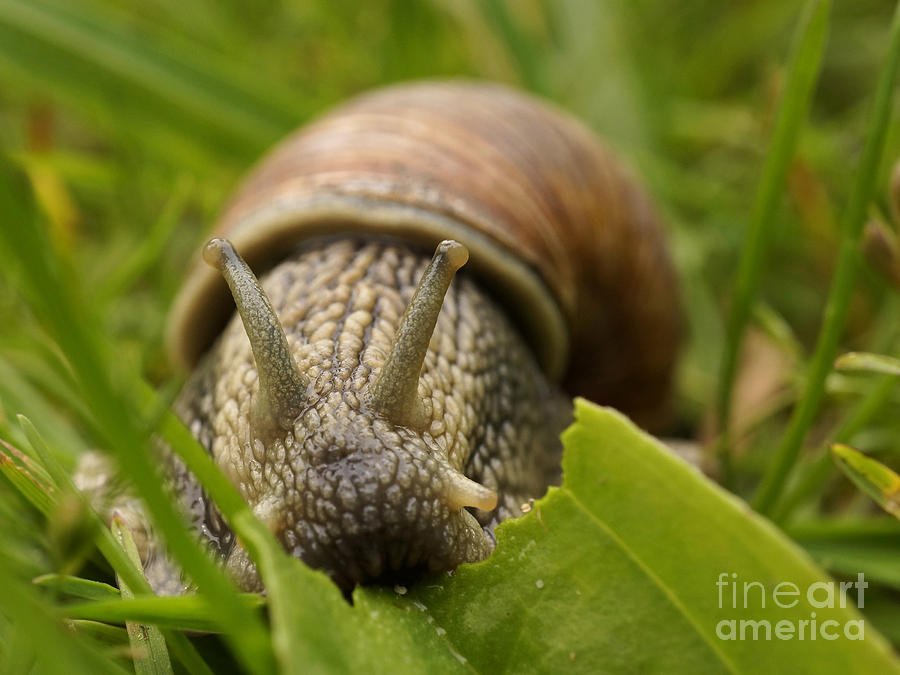 Snail dinner Photograph by Inge Riis McDonald