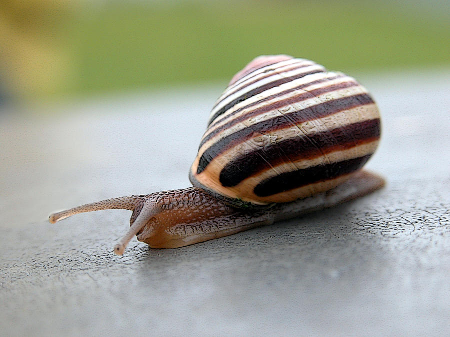 Snail Photograph by Dragan Kudjerski