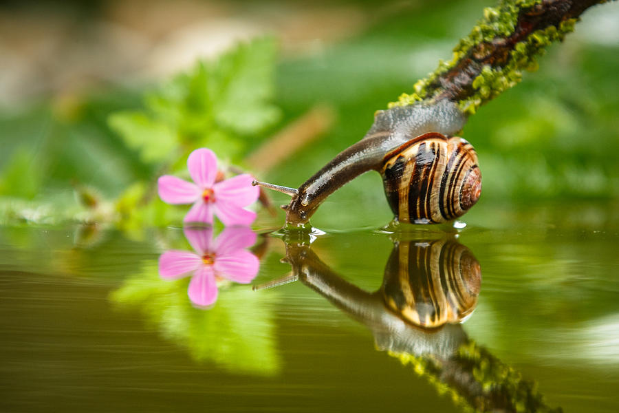 Paisajes de Espejos: El otoño en Gran Bretaña (Fotos) - Página 4 Snail-gets-a-drink-izzy-standbridge