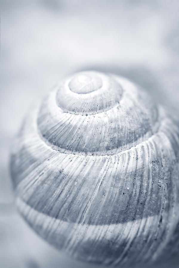 Snail house abstract Digital Art by Modern Abstract