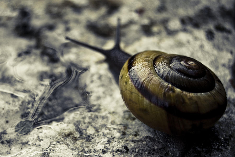Nature Photograph - Snail I by Grebo Gray