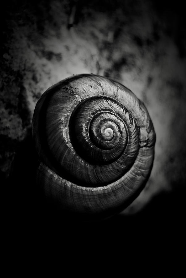 Nature Photograph - Snail II by Grebo Gray