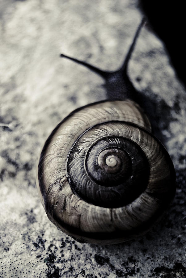 Snail III Photograph by Grebo Gray