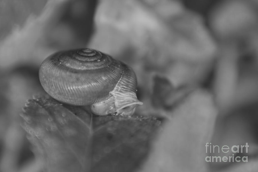 Snail in Black and White Photograph by Olga Hamilton