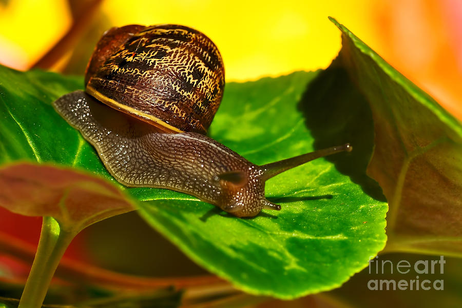 Pattern Photograph - Snail in Colorful Habitat by Kaye Menner