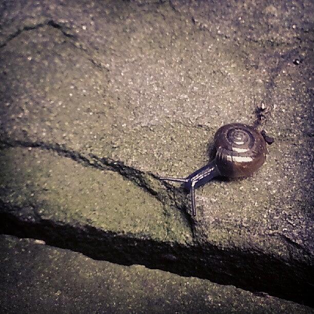 Snail Photograph - #snail In Garden Today by Bebe Ferrari
