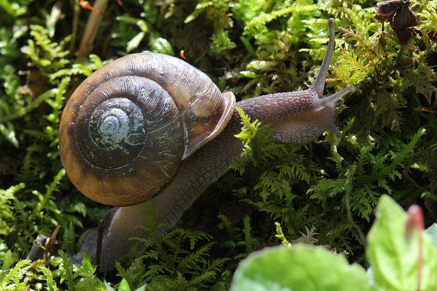 Snail In Moss Photograph by Daniel Reed
