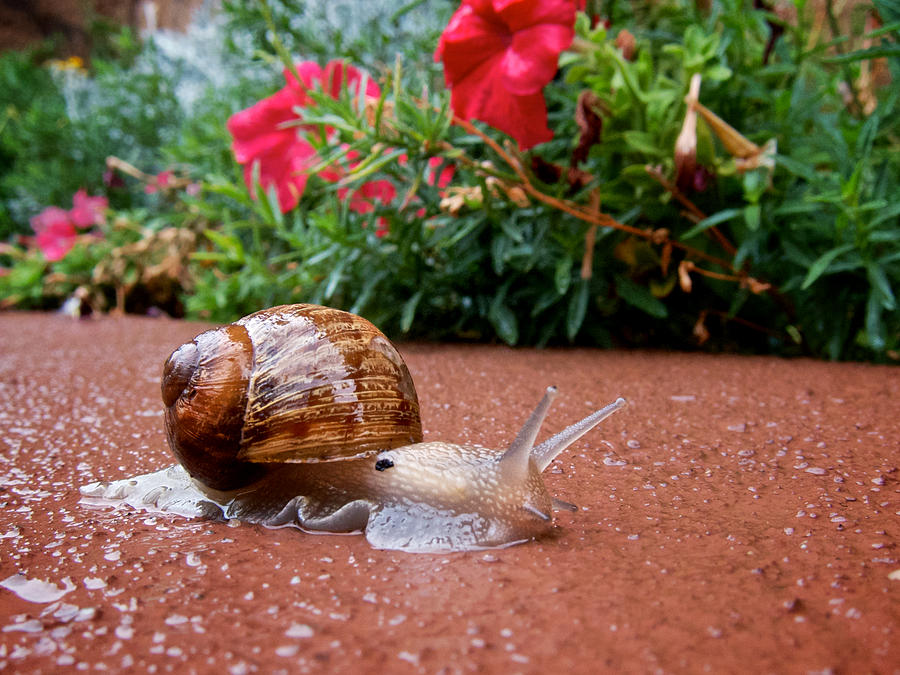 Snail in Motion Photograph by Mary Lee Dereske