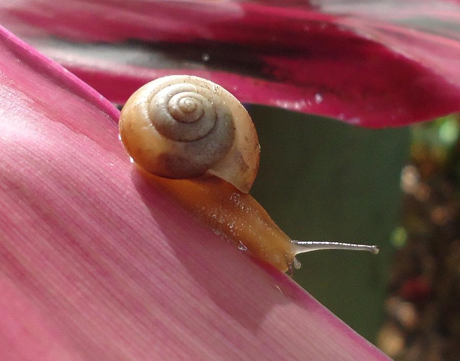 Snail In Motion Photograph