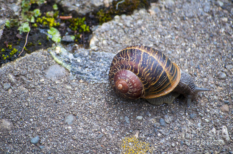 Shell Photograph - Snail in Shell by M J