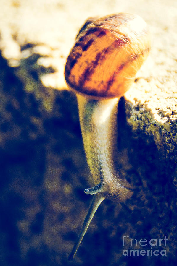 Snail In Summer Day Photograph