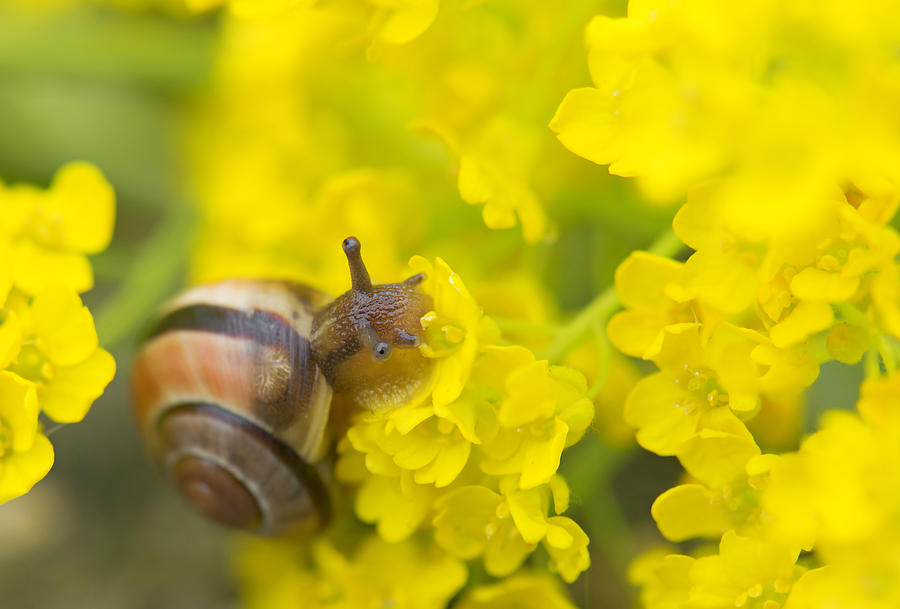 Snail Photograph by Jaroslaw Grudzinski