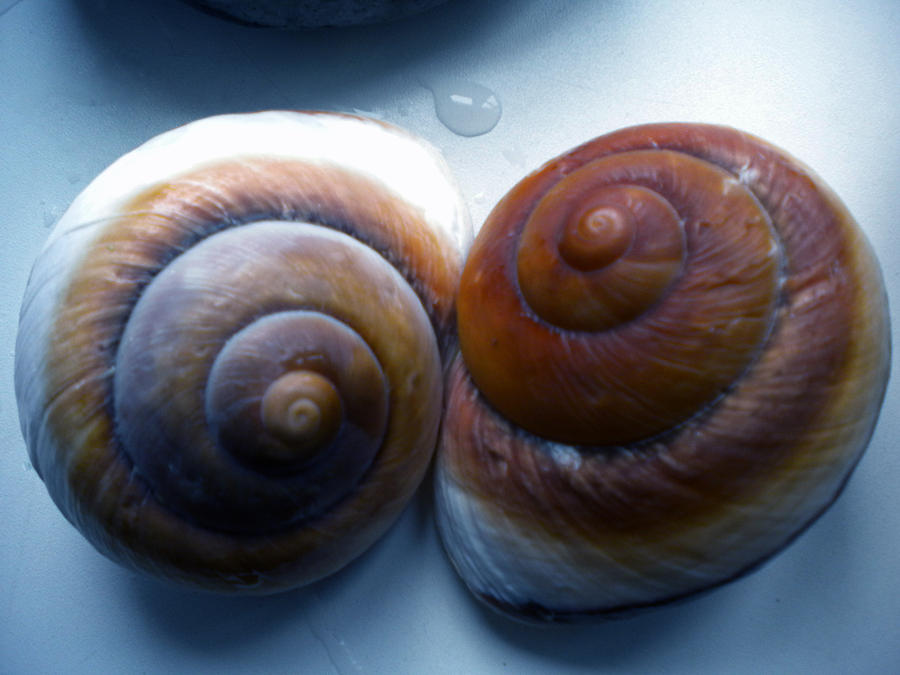 Nature Photograph - Snail Joy  by Colette V Hera Guggenheim