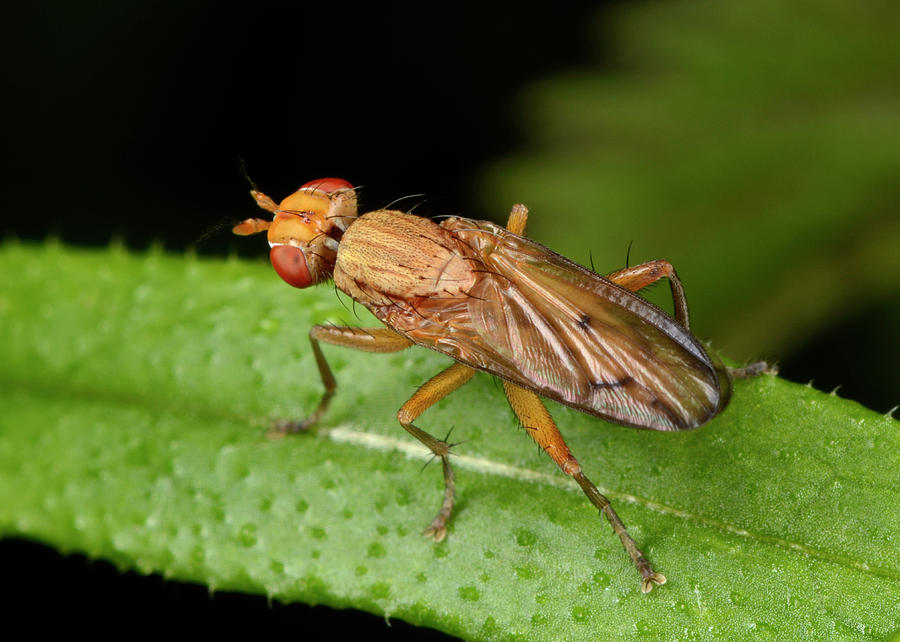 Snail-killing Fly Photograph by Nigel Downer/science Photo Library