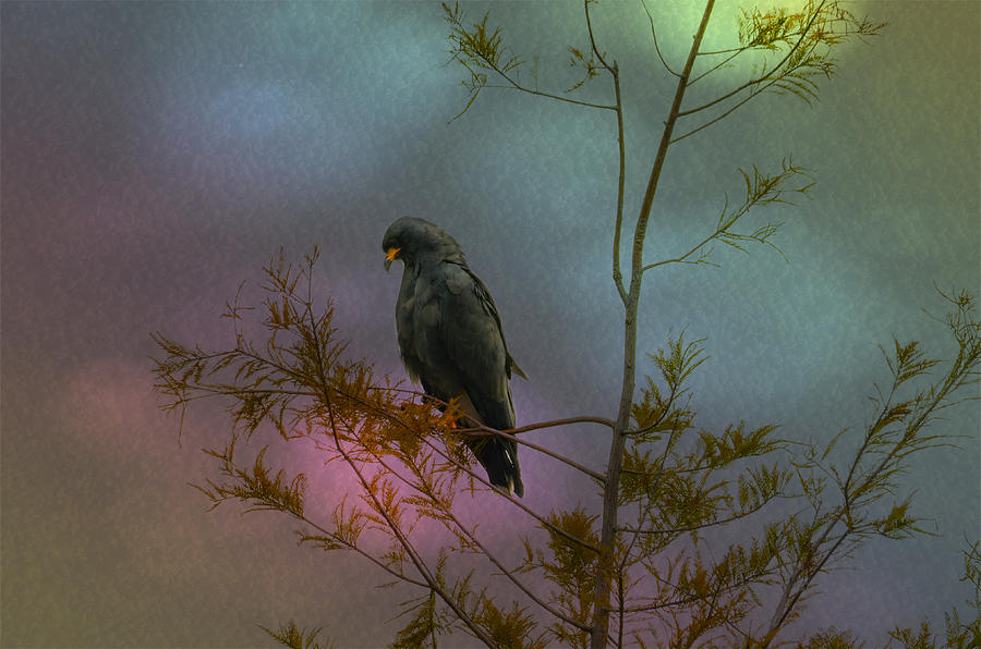 Hawk Photograph - Snail Kite in Cypress by Dick Hudson